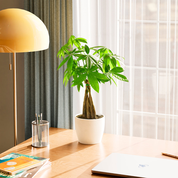 Cây kim tiền phù hợp để trang trí bàn làm việc