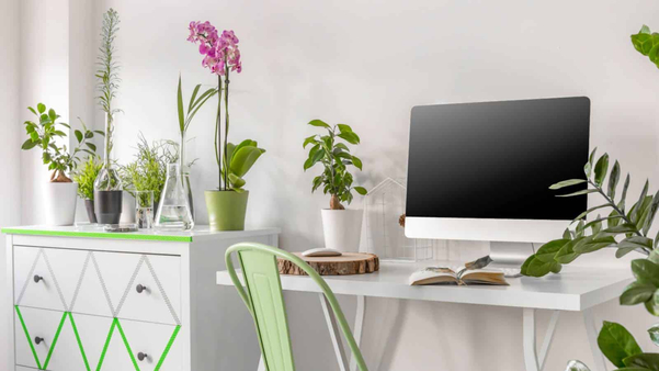 Chọn cây dễ chăm sóc và bố trí ở vị trí hợp lý trên bàn làm việc
